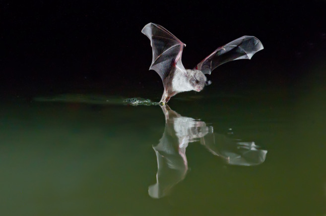 Murciélago pescador mexicano